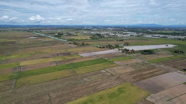 Kedah Malezya Nın Paddy Pirinç Tarlaları — Stok fotoğraf