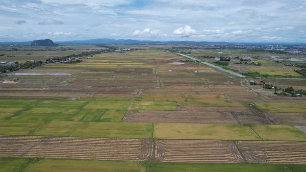 Kedah Malezya Nın Paddy Pirinç Tarlaları — Stok fotoğraf