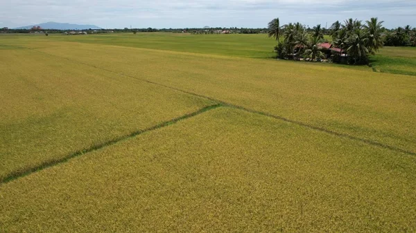 Los Campos Arroz Arroz Kedah Malasia —  Fotos de Stock