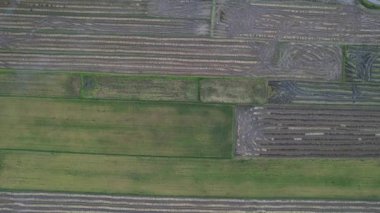 Kedah, Malezya 'nın Paddy Pirinç Tarlaları