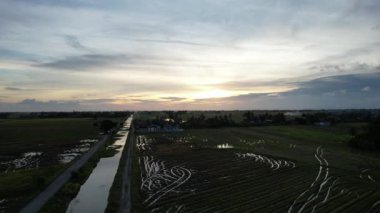 Kedah, Malezya 'nın Paddy Pirinç Tarlaları