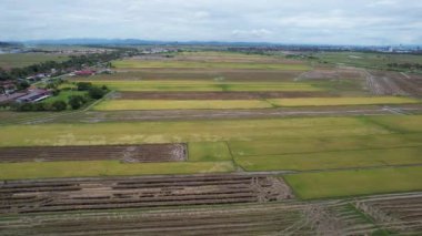 Kedah, Malezya 'nın Paddy Pirinç Tarlaları