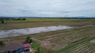 Kedah, Malezya 'nın Paddy Pirinç Tarlaları