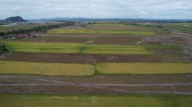 Kedah, Malezya 'nın Paddy Pirinç Tarlaları