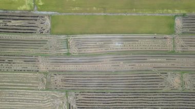 Kedah, Malezya 'nın Paddy Pirinç Tarlaları