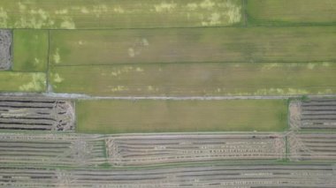 Kedah, Malezya 'nın Paddy Pirinç Tarlaları