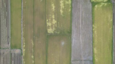 Kedah, Malezya 'nın Paddy Pirinç Tarlaları