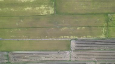 Kedah, Malezya 'nın Paddy Pirinç Tarlaları