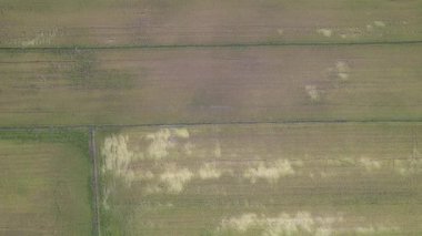 Kedah, Malezya 'nın Paddy Pirinç Tarlaları