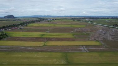 Kedah, Malezya 'nın Paddy Pirinç Tarlaları