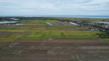 Kedah, Malezya 'nın Paddy Pirinç Tarlaları