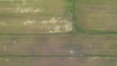 Kedah, Malezya 'nın Paddy Pirinç Tarlaları