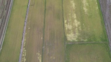 Kedah, Malezya 'nın Paddy Pirinç Tarlaları