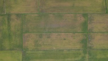 Kedah, Malezya 'nın Paddy Pirinç Tarlaları