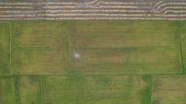 Kedah, Malezya 'nın Paddy Pirinç Tarlaları