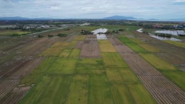 Kedah, Malezya 'nın Paddy Pirinç Tarlaları