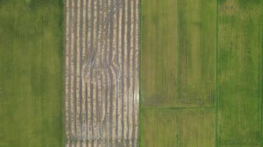 Kedah, Malezya 'nın Paddy Pirinç Tarlaları