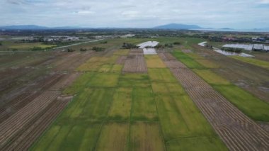 Kedah, Malezya 'nın Paddy Pirinç Tarlaları