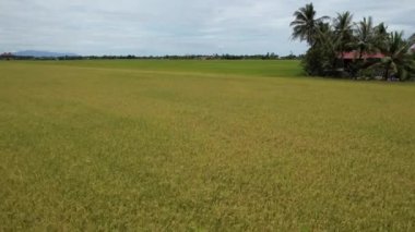 Kedah, Malezya 'nın Paddy Pirinç Tarlaları