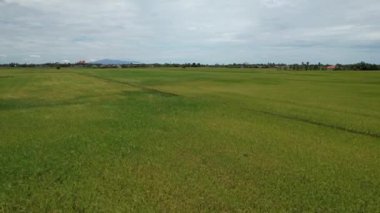 Kedah, Malezya 'nın Paddy Pirinç Tarlaları