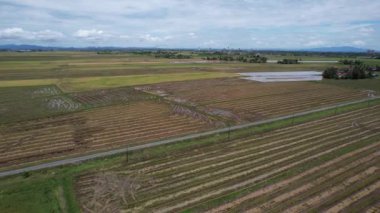 Malezya, Kedah 'daki Paddy Rice Tarlalarını tarayan traktörler