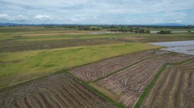 Malezya, Kedah 'daki Paddy Rice Tarlalarını tarayan traktörler