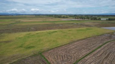 Malezya, Kedah 'daki Paddy Rice Tarlalarını tarayan traktörler