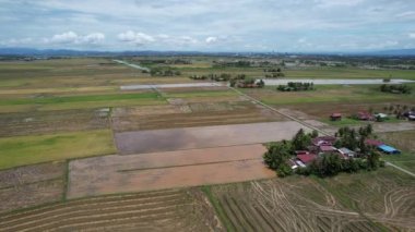 Malezya, Kedah 'daki Paddy Rice Tarlalarını tarayan traktörler