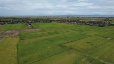 Malezya, Kedah 'daki Paddy Rice Tarlalarını tarayan traktörler