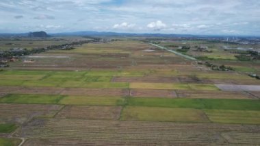 Malezya, Kedah 'daki Paddy Rice Tarlalarını tarayan traktörler