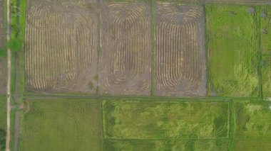 Malezya, Kedah 'daki Paddy Rice Tarlalarını tarayan traktörler