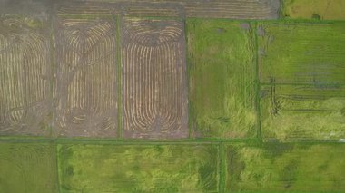 Malezya, Kedah 'daki Paddy Rice Tarlalarını tarayan traktörler