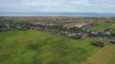 Malezya, Kedah 'daki Paddy Rice Tarlalarını tarayan traktörler