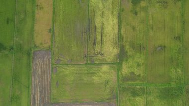 Malezya, Kedah 'daki Paddy Rice Tarlalarını tarayan traktörler