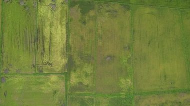 Malezya, Kedah 'daki Paddy Rice Tarlalarını tarayan traktörler