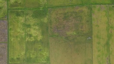 Malezya, Kedah 'daki Paddy Rice Tarlalarını tarayan traktörler
