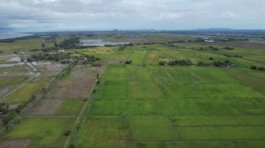 Malezya, Kedah 'daki Paddy Rice Tarlalarını tarayan traktörler