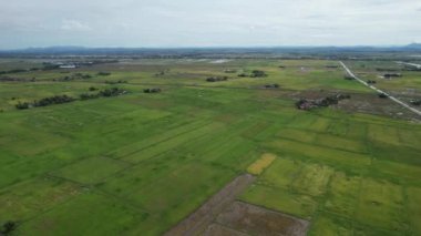 Malezya, Kedah 'daki Paddy Rice Tarlalarını tarayan traktörler