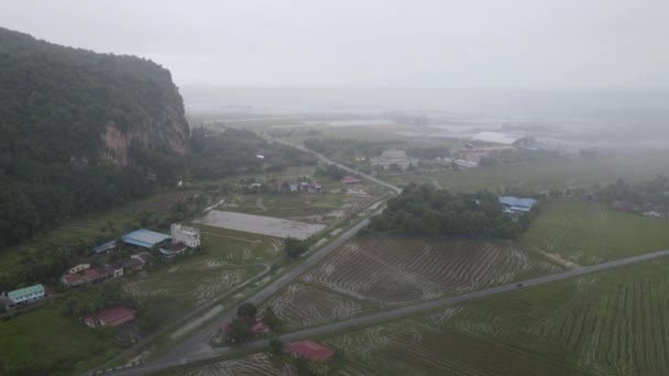 Paddy Rice Fields Kedah Μαλαισία — Αρχείο Βίντεο