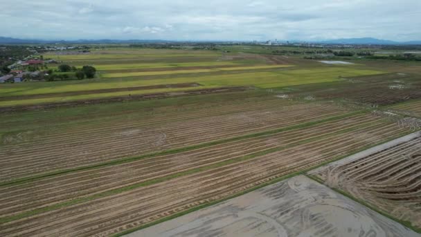 Los Campos Arroz Arroz Kedah Malasia — Vídeos de Stock