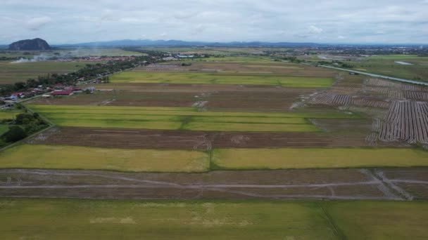 Paddy Rice Fields Kedah Malaysia — Stockvideo