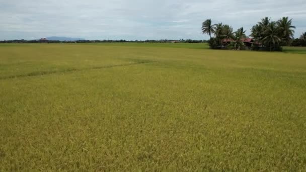 Paddy Rice Fields Kedah Μαλαισία — Αρχείο Βίντεο