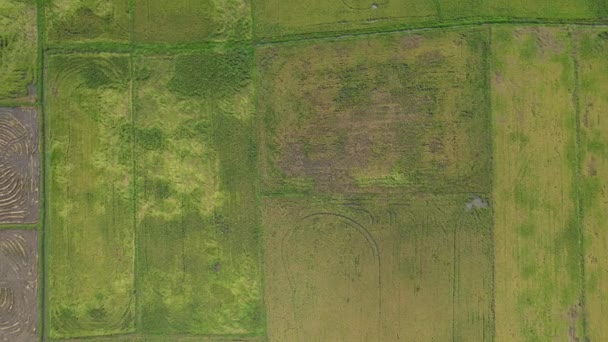 이지아 벼밭을 경작하는 트랙터 — 비디오