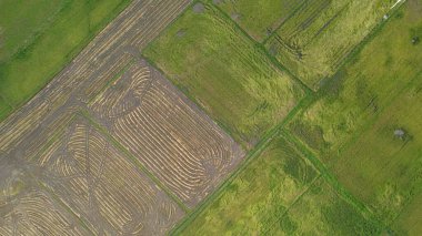 Kedah, Malezya 'nın Paddy Pirinç Tarlaları