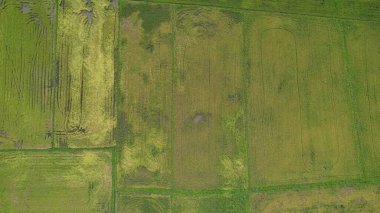 Kedah, Malezya 'nın Paddy Pirinç Tarlaları