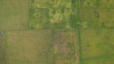 Kedah, Malezya 'nın Paddy Pirinç Tarlaları