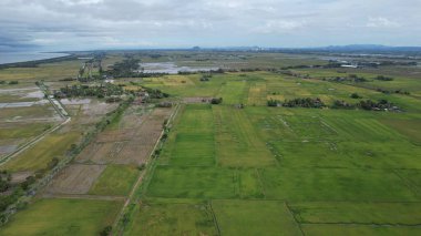 Kedah, Malezya 'nın Paddy Pirinç Tarlaları