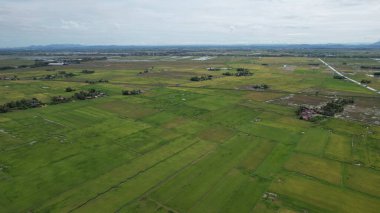 Kedah, Malezya 'nın Paddy Pirinç Tarlaları