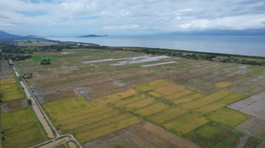 Kedah, Malezya 'nın Paddy Pirinç Tarlaları