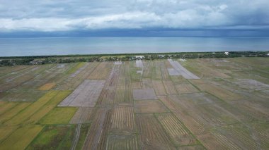 Kedah, Malezya 'nın Paddy Pirinç Tarlaları